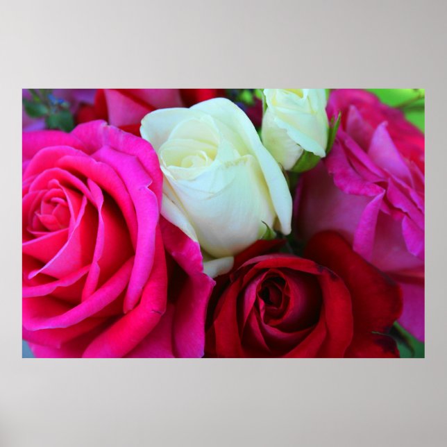 Rose drucken poster (Vorne)