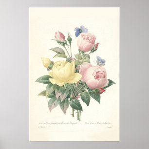 Rose du Bengale Canvas Print Poster