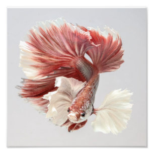 Rose Dumbo Halbmond Betta Fische 2 Fotodruck