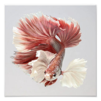 Rose Dumbo Halfmoon Betta Fish 2 Fotodruck