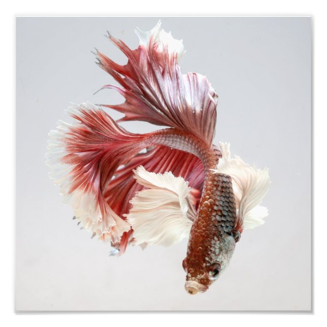 Rose Dumbo Halfmoon Betta Fish Print Fotodruck (Vorne)