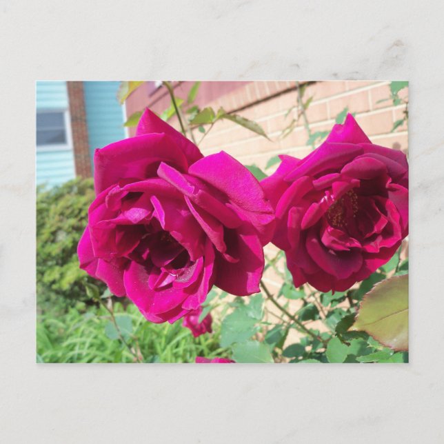 Rose Duo Postkarte (Vorderseite)