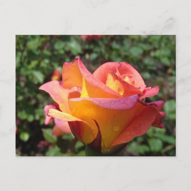 Rose Einladungspostkarte (Vorderseite)