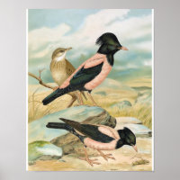 Rose-farbige Starling Vintag Bird-Illustration