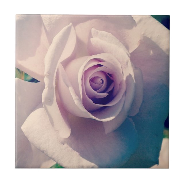 Rose Fliese (Vorderseite)