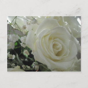 Rose Floral Postkarte