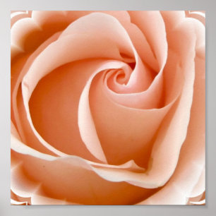 Rose Foto Poster Print