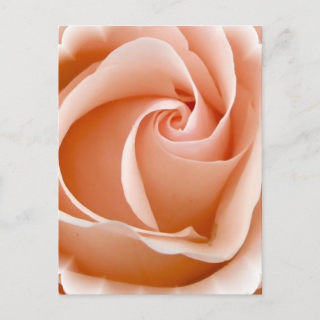 Rose Foto Postkarte (Vorderseite)