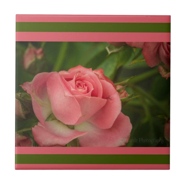 Rose Foto Tile Fliese (Vorderseite)