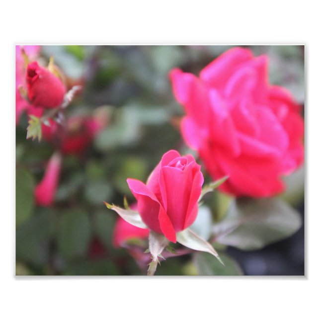 Rose Fotodruck (Vorne)