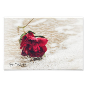 Rose Fotodruck