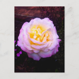 Rose "Frieden" Postkarte