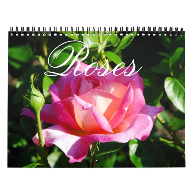 Rose für den Englischen Garten Kalender (Titelbild)