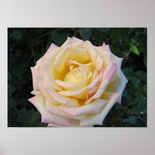 Rose für Frieden Poster