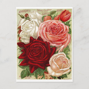 Rose für Vintage Gartenanlagen Postkarte