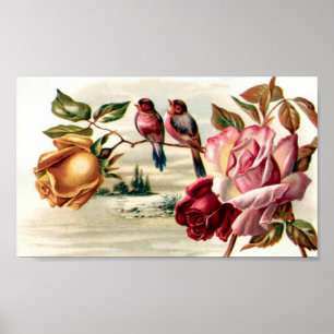 Rose für Vintage Vogelarten Poster