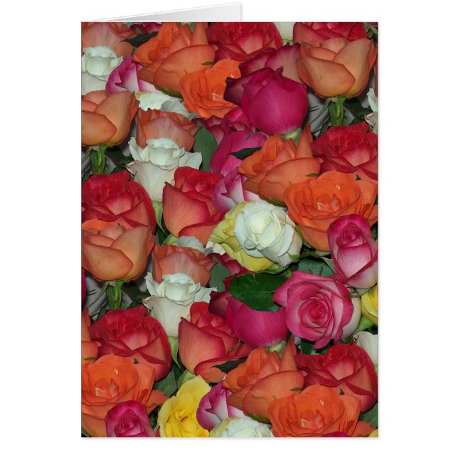 Rose Galore (Vorne)