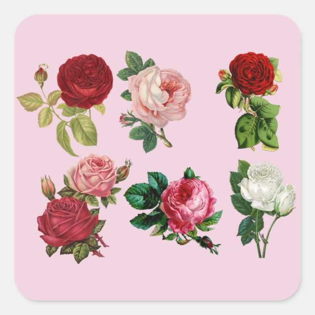 Rose galuieren Sticker (Vorderseite)