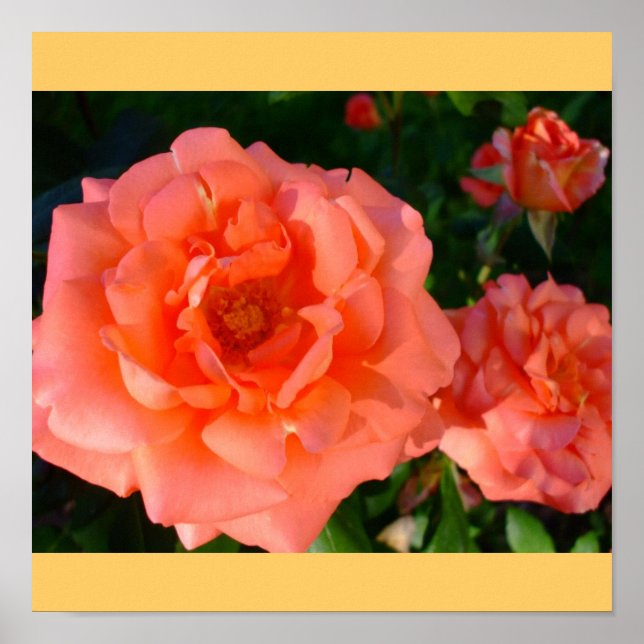 Rose Garden Mod Chic Klassische Blumenblüten Poster (Vorne)