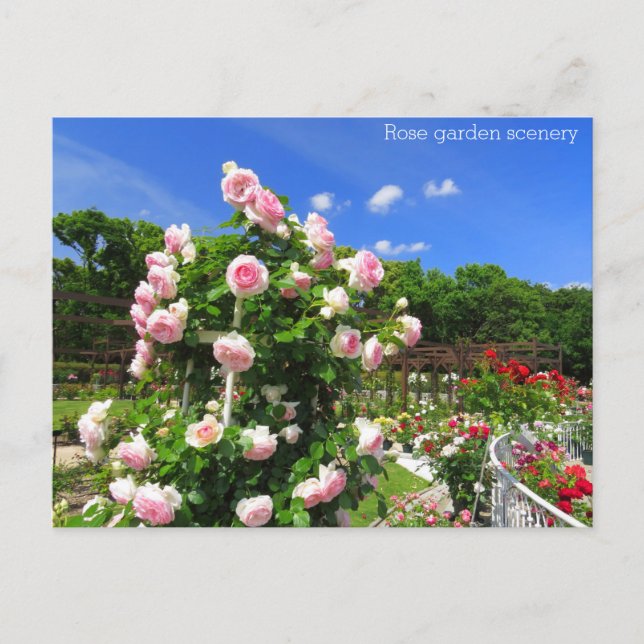 Rose garden scenery：Postcard Postkarte (Vorderseite)