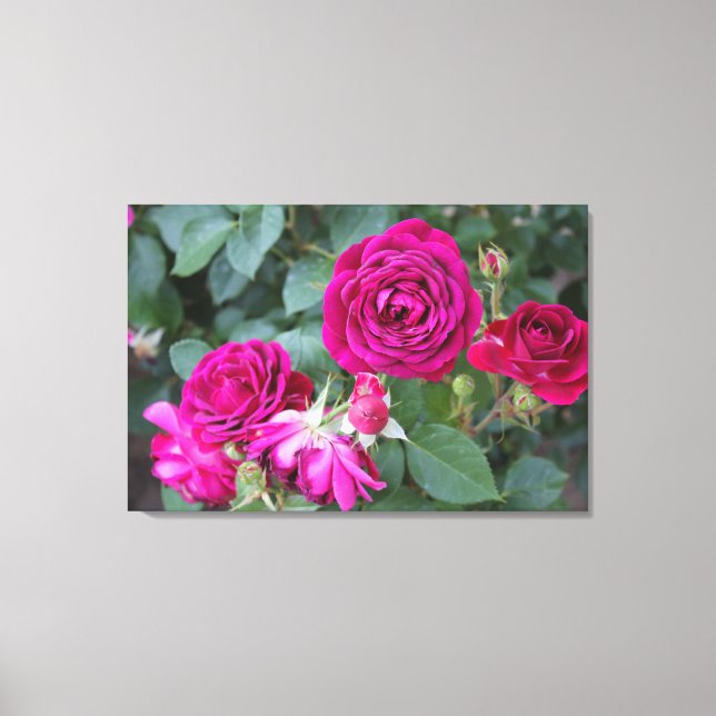Rose Garden Stretched Canvas Print Leinwanddruck (Vorderseite)