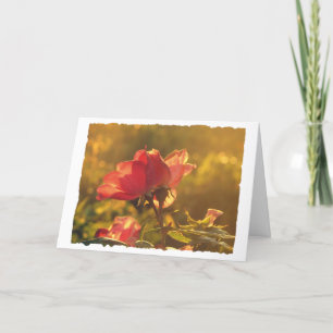 Rose, Geburtstag Karte