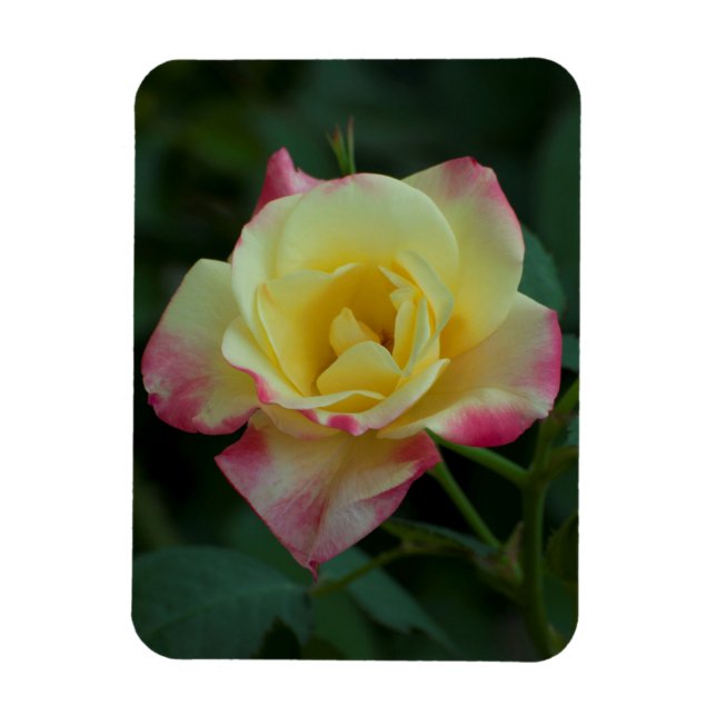 Rose gemeine Liebe! Magnet (Vertikal)