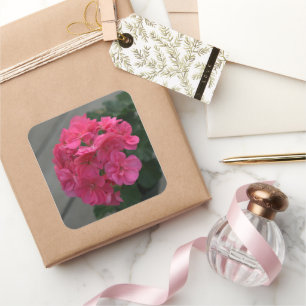 Rose Geranium Blume Quadratischer Aufkleber