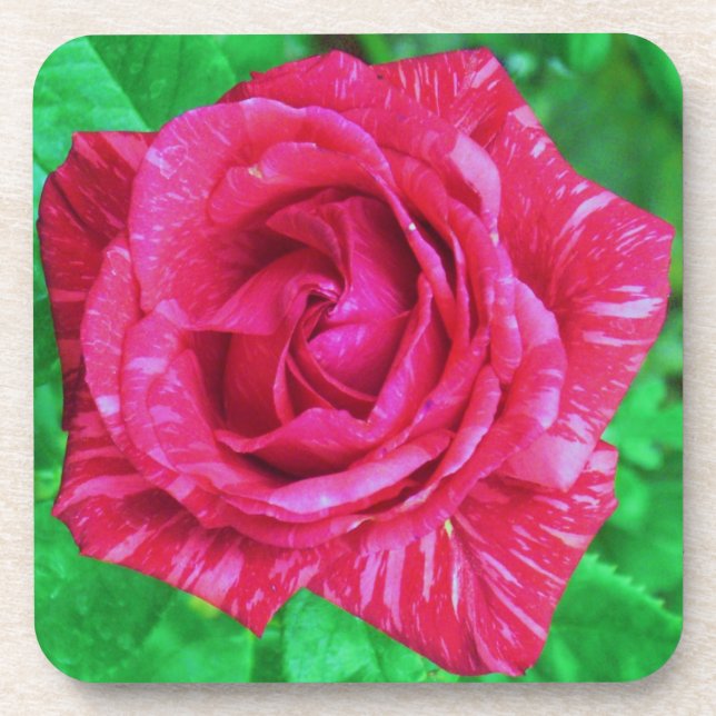 Rose Getränkeuntersetzer (Vorderseite)