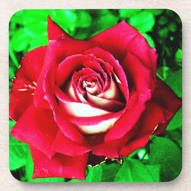 Rose Getränkeuntersetzer (Vorderseite)