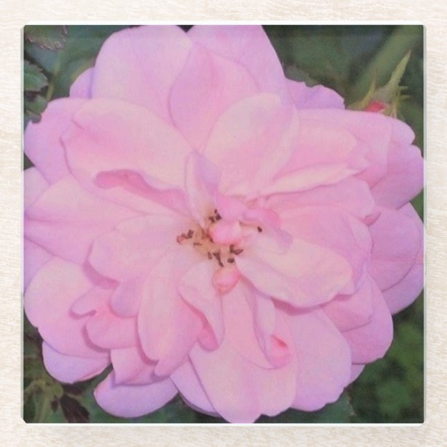 Rose Glasuntersetzer (Vorderseite)