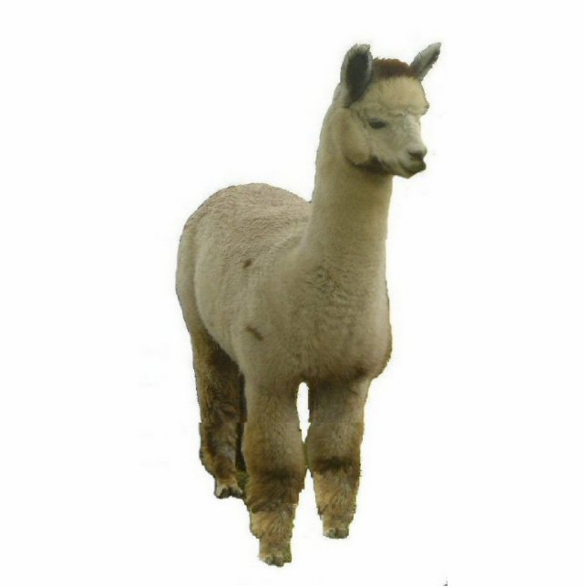 Rose Gray Alpaca Freistehende Fotoskulptur (Vorne)
