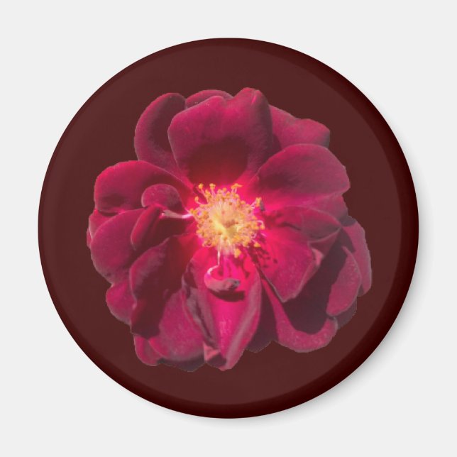 ROSE H MAGNET (Vorne)