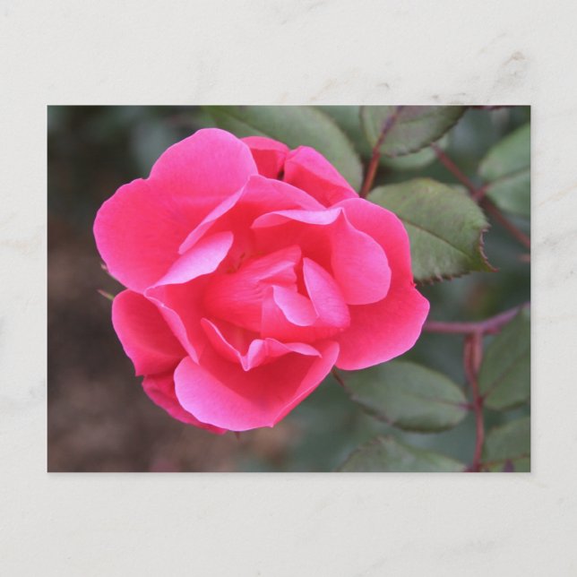 Rose Herbst Postkarte (Vorderseite)