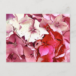 ROSE HORTENSIE POSTKARTE