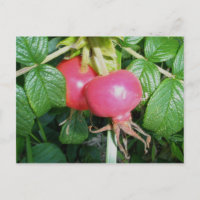 Rose Hüfte Postkarte