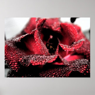 Rose im Blindposter/Drucken Poster