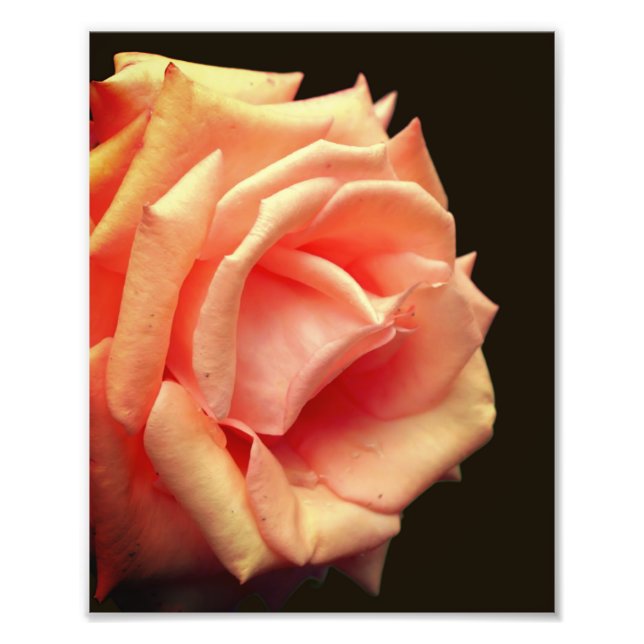 Rose im Blut 8x10 Fotodruck (Vorne)