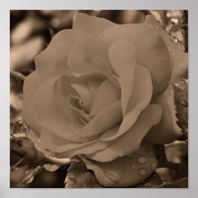 Rose im Blut mit Regentropfen in Sepia Poster (Vorne)