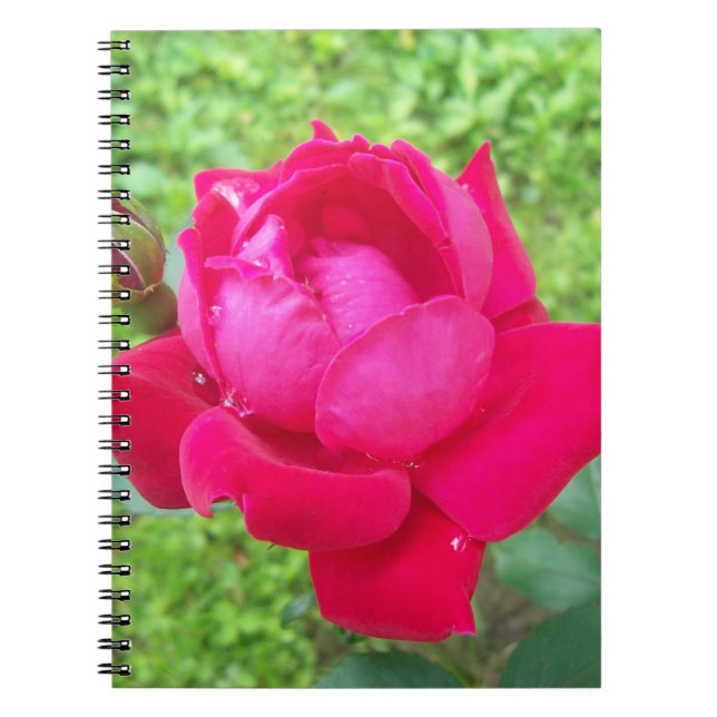Rose im Blut Notizblock (Vorderseite)