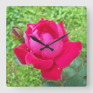 Rose im Blut Quadratische Wanduhr