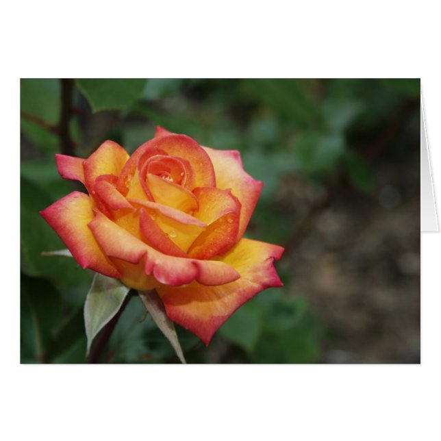 Rose im Garten (Vorderseite (Horizontal))