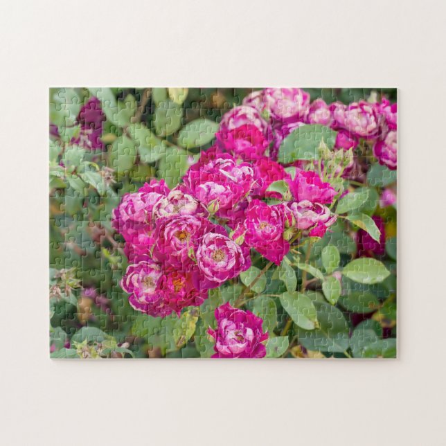 Rose im Garten Puzzle (Horizontal)