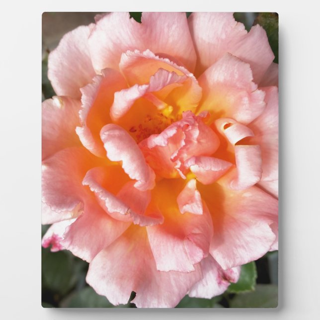 Rose im Herbst Fotoplatte (Vorderseite)