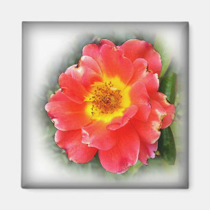 Rose im Herbst Magnet
