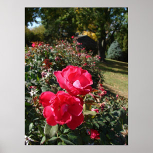 Rose im Herbst Poster