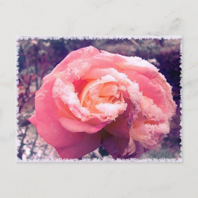Rose im Schnee. Postkarte (Vorderseite)