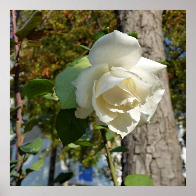 Rose in Baumnähe Poster (Vorne)