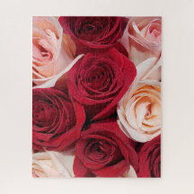 Rose in blass, pink und rot 16x20 520 Stück