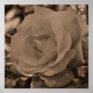 Rose in Blüte mit Regentropfen in Sepia Poster
